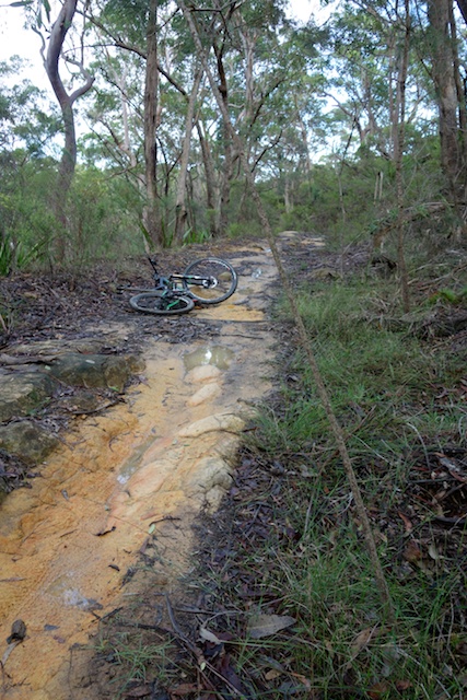 See that sapling? It isn't going to catch anyone else out.