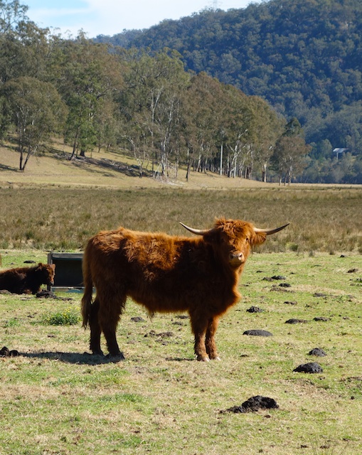 All horns and show (at least on this day)