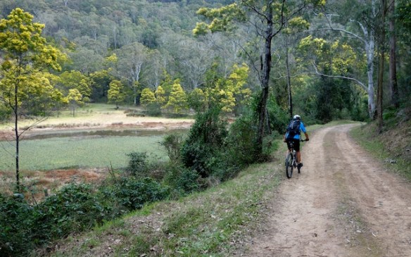 Some colour around the Gully with spring approaching - native Australian wattle trees