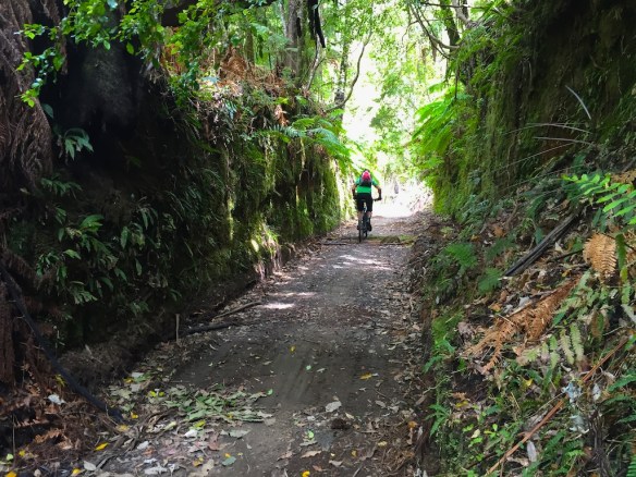 Timber Trail is  a really good ride through the forests of Pureora. They have done a great job preparing the trails - they  are smooth, interesting, picturesque and very ridable. I'll be back - and may bring a friend to share it with.