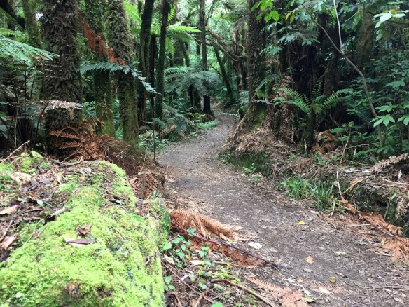 First 13 kms is a steady climb through beautiful pristine forest - climbing from 400 to 1000 metres