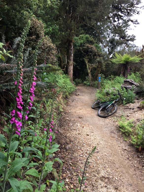 Sections of the trail were lined with beautiful protostrum flowers - you know, the ones with purply bell shaped flowers up the stem - or are they called Fox Gloves? Heck, I was moving to fast to tell!