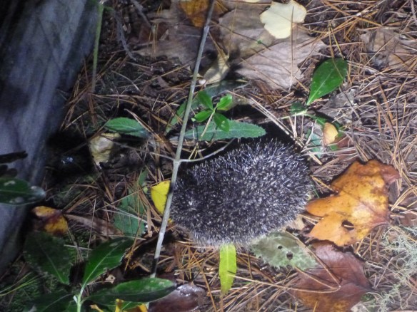 What the heck is that?