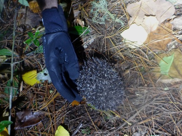 Later we learned, and you may have guessed it already, these were porcupines. Yep, imported of course.