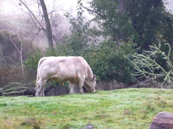 Biggest creature of the night!!!