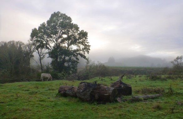 At the start of the Timber Trail